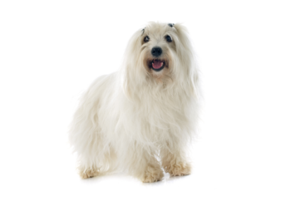 Coton de Tulear standing — health planner for puppies through senior dogs