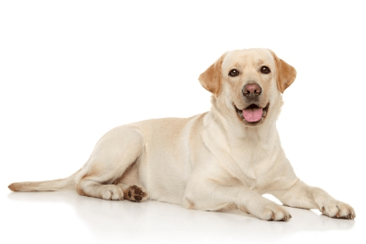 Labrador Retriever standing — health planner for puppies through senior dogs