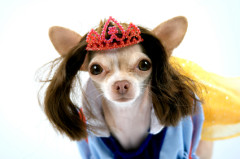 petcostume