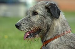 IrishWolfhound portrait