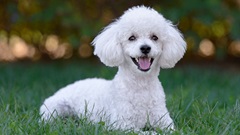 5-Things-Mini-Poodle850