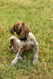 88germanshorthairscratching