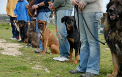 188dogtrainingclass