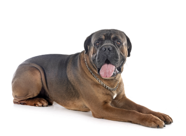 Cane corso standing — health planner for puppies through senior dogs