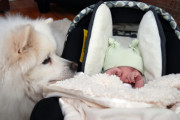 dogwithnewborncarseat