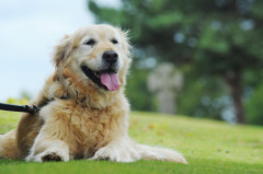 GoldenRetriever geriatric
