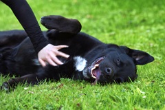 belly rubs appreciation