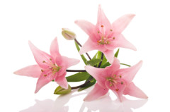 222lillies