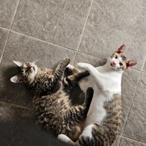 10377J CON Wacky Pet Cat Herders Day 4