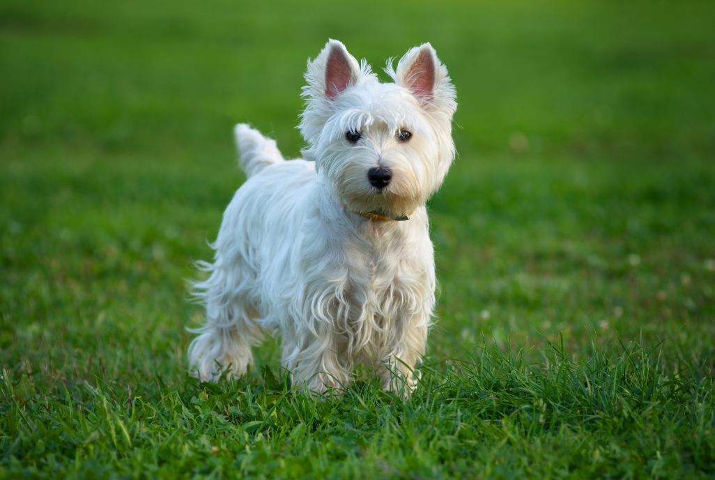 Westie GettyImages-114166947