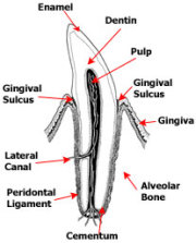 ill canine toothR4