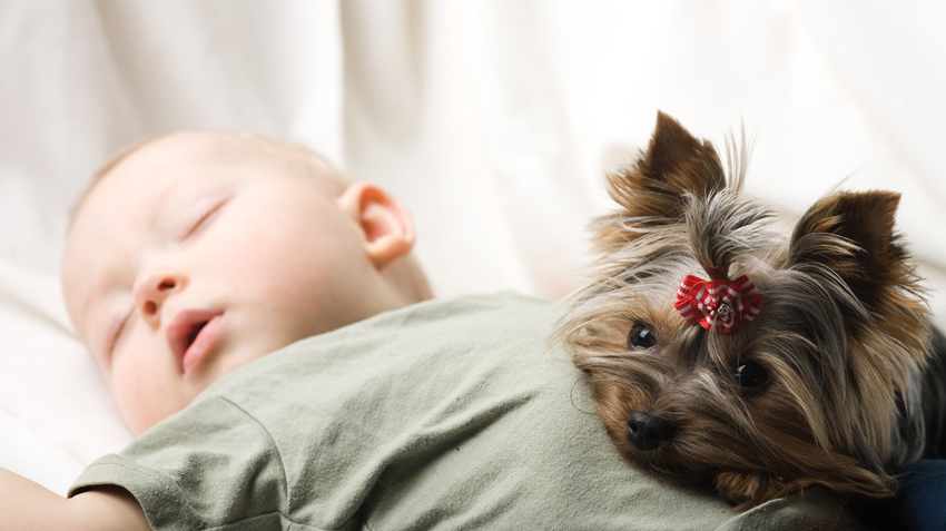 Dogs May Help Boost Infant Health