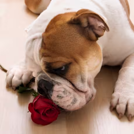 Dog-with-rose-460x460