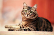 58catlookingatcamera