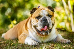 bulldog outside
