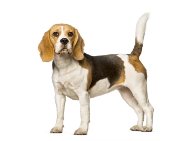 Beagle standing — health planner for puppies through senior dogs