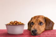 8dogstaresatfoodbowl
