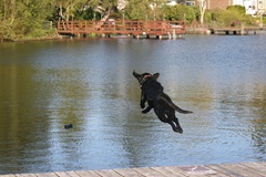 LabInWater