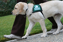 walkingpup