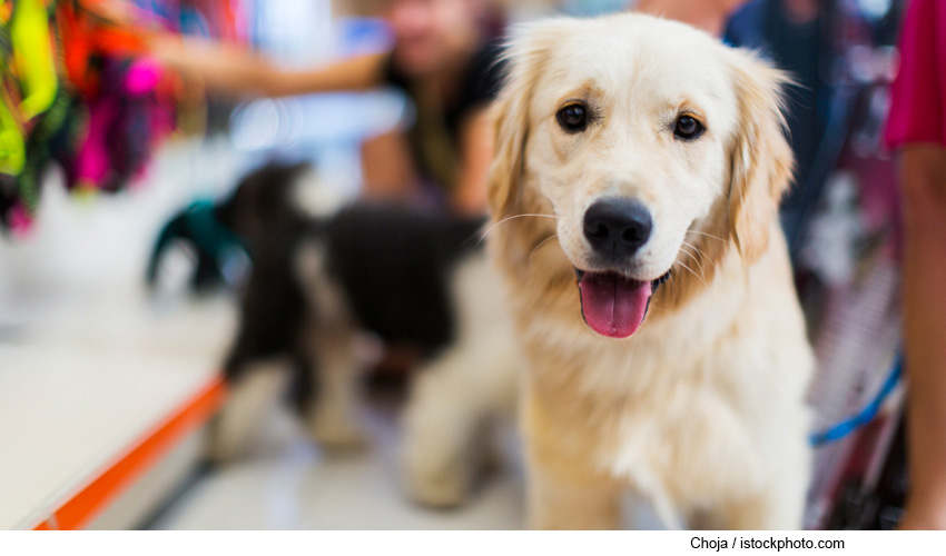 Adopting Golden Retrievers
