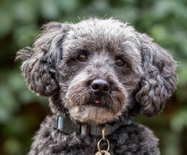 Schnoodle