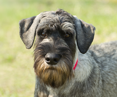 Schnauzer-Standard