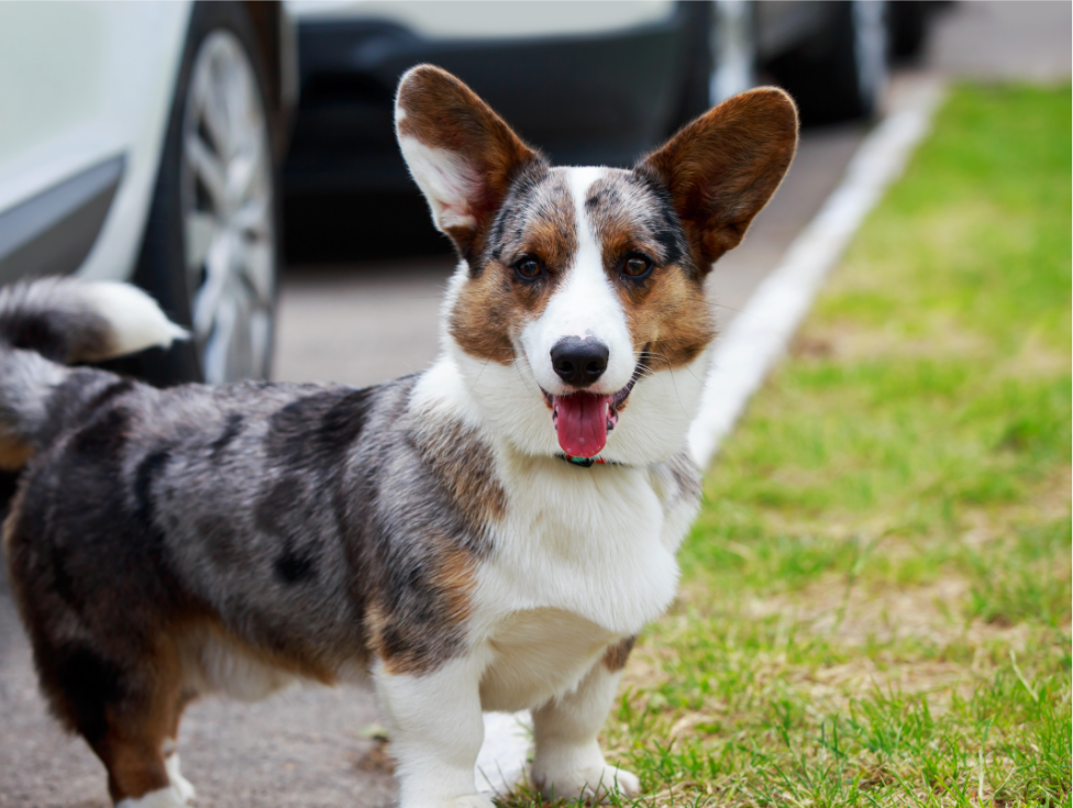3-Fun fact-Cardigan Welsh corgi GettyImages-1155235429