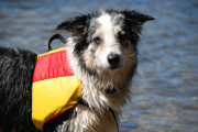 193doginlifejacket