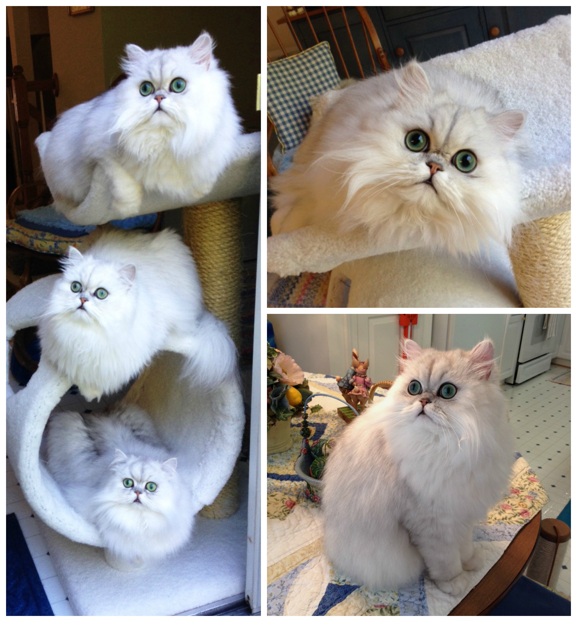 PicMonkey-Collage