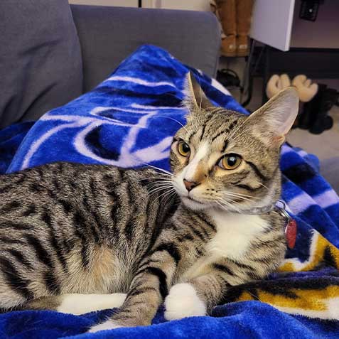 Pickles of Purrington