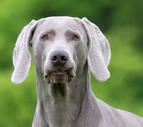 Weimaraner