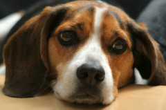 216sickdog