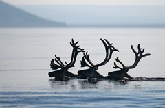 reindeerswimming