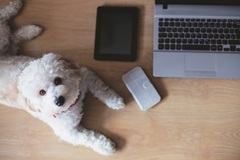 Fluffy Dog working3