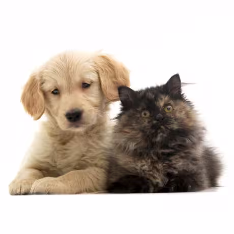 Popular-Pet-Names-460x460
