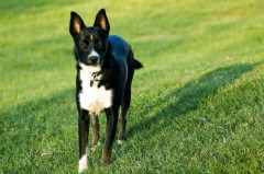 4thDogWithCollar