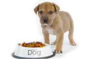 puppybyfoodbowl