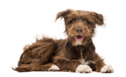 Mixed medium standing — health planner for puppies through senior dogs
