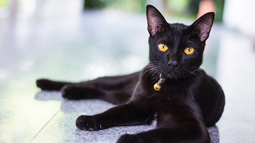 Misconceptions about Black Cats