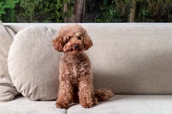 1-Hero image-Poodle minature GettyImages-1362755017