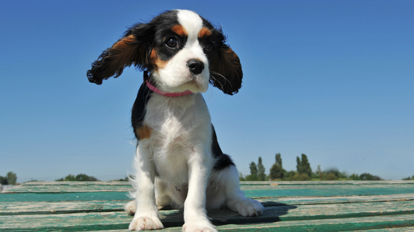 5 Things You Didn't Know About Cavalier King Charles Spaniels