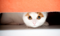 4thCatUnderBed2