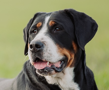 Greater Swiss Mountain Dog