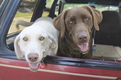 Two Labs in Car