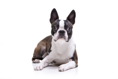 Boston terrier standing — health planner for puppies through senior dogs