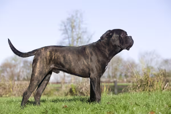 ct-cane-corso-gettyimages-1250408796