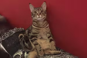 sir-nigel-meowmittens-of-oscelot-court