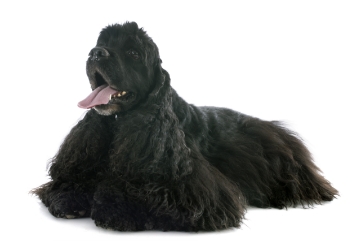 American cocker spaniel standing — health planner for puppies through senior dogs