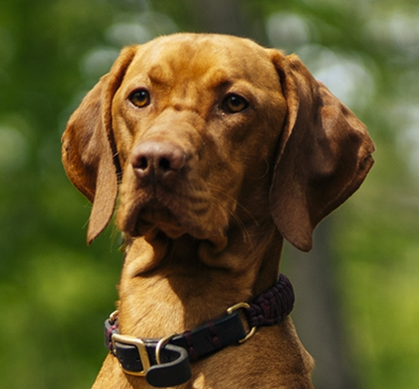 Vizsla