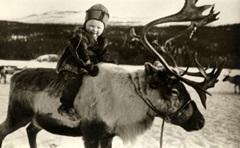 samibabyandreindeer